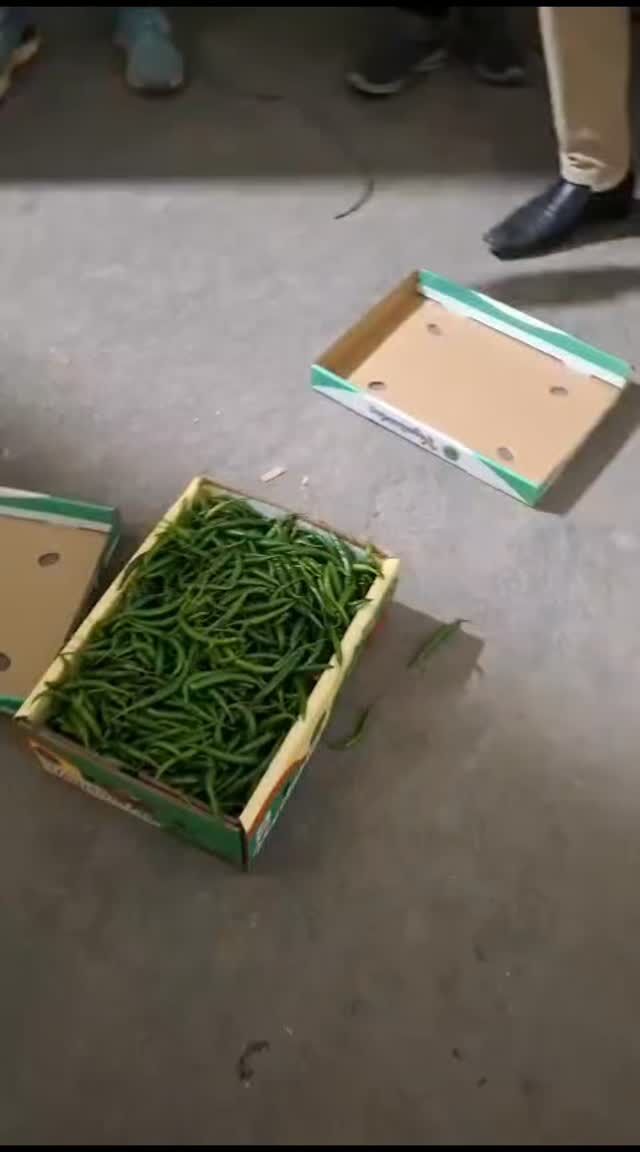 Fresh premium G4 green chilli for bulk export from india video 4