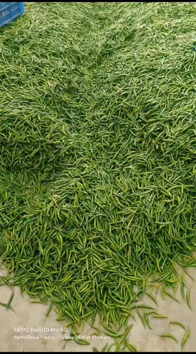 Fresh premium G4 green chilli for bulk export from india video 3