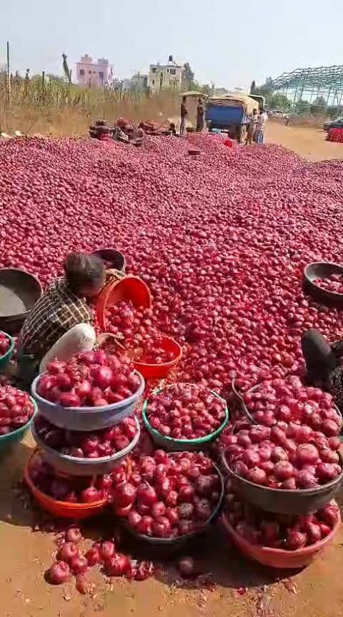 FRESH PREMIUM QUALITY RED ONION video 4